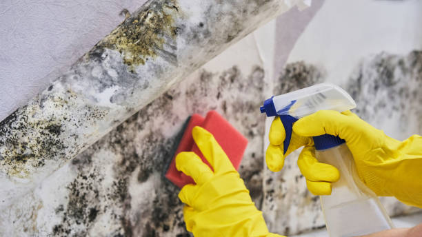 Highgrove, CA Mold Inspection, Removal & Remediation Company